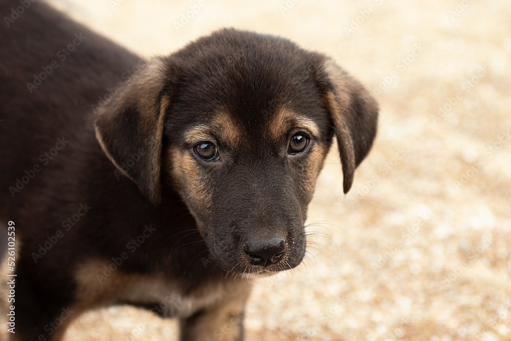 Cute not domestic puppy on the beach,closeup photography. Cute not domestic puppy on the beach,closeup photography.
