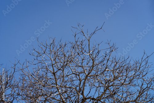 tree branches against blue sky  spring arrival