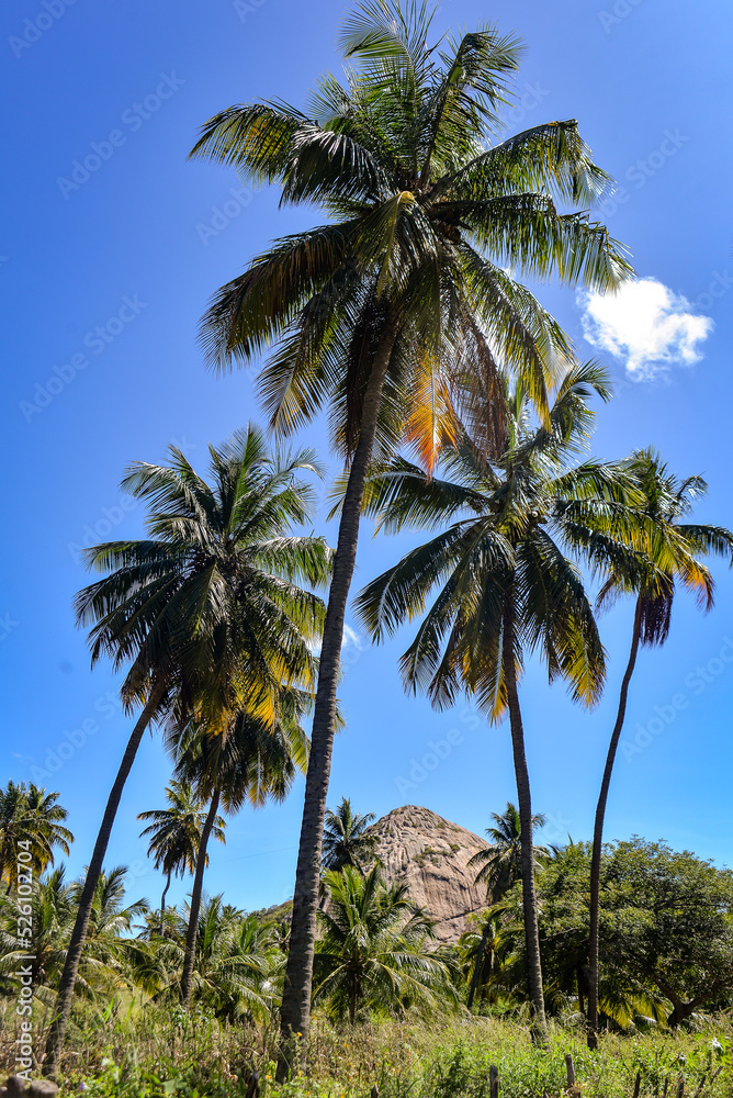 coconut trees in blue sky, mountain to climb in northeastern Brazil, natural landscapes, brazilian natural landscapes
