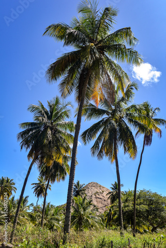 coconut trees in blue sky  mountain to climb in northeastern Brazil  natural landscapes  brazilian natural landscapes
