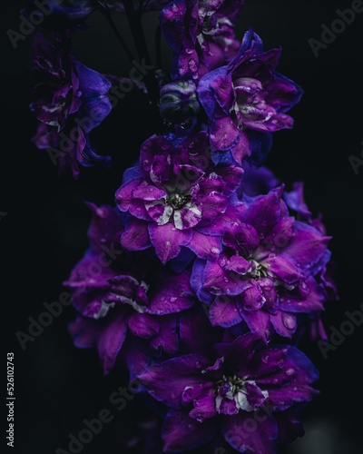 flower on black background