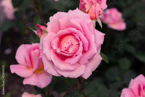 Pink rose on a background of green leaves.