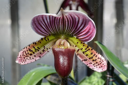 Purple venus lady slipper orchid
