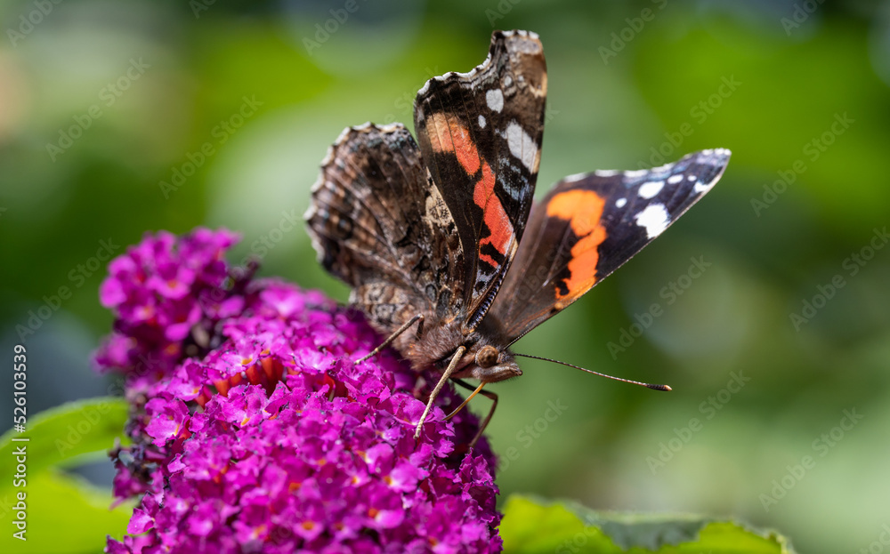 Schmetterling auf Schmetterlingsbusch Blüte Schmetterling auf Schmetterlingsbusch Blüte