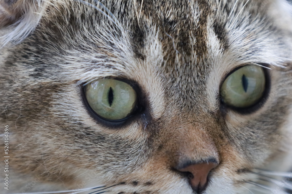 portrait of a cat portrait of a cat