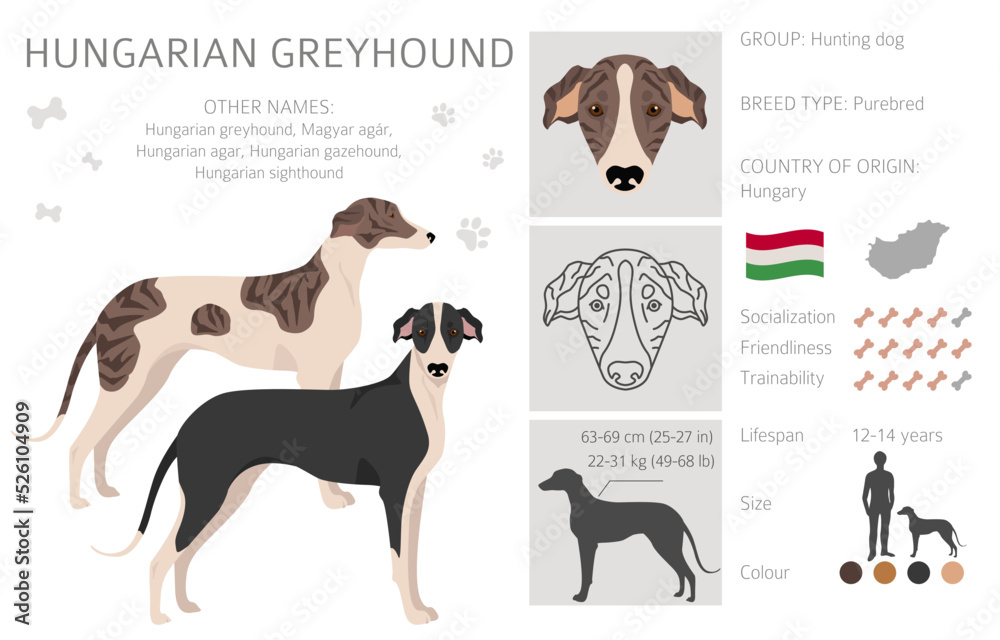 Hungarian greyhound clipart. Different poses, coat colors set