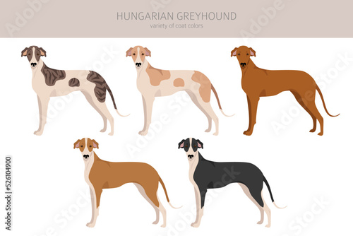 Hungarian greyhound clipart. Different poses, coat colors set