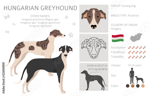 Valokuva Hungarian greyhound clipart. Different poses, coat colors set