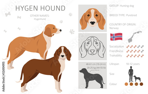 Hygen hound clipart. Different poses, coat colors set