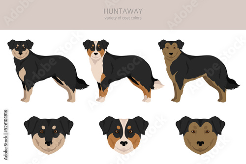 Huntaway dog clipart. Different poses, coat colors set