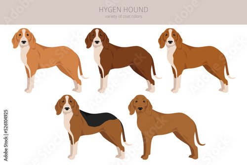 Hygen hound clipart. Different poses, coat colors set