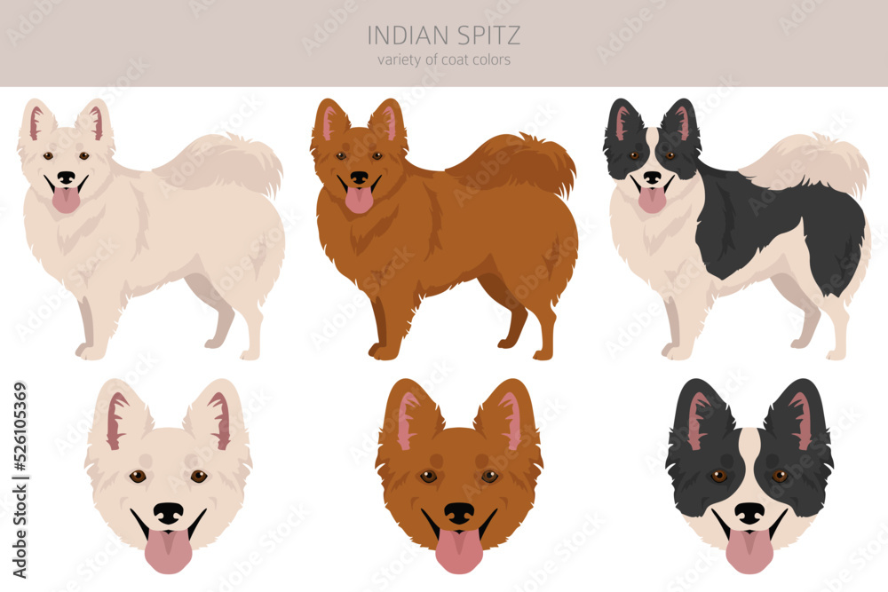 Indian spitz clipart. Different poses, coat colors set