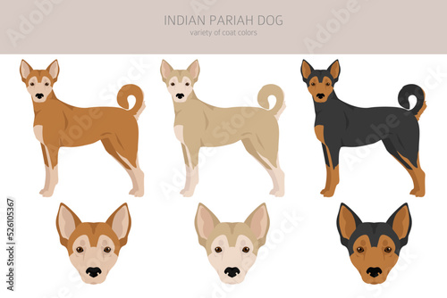 Indian Pariah dog clipart. Different poses, coat colors set.