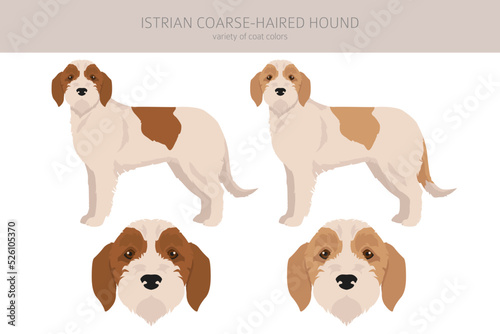 Istrian Coarse-haired hound clipart. Different poses, coat colors set