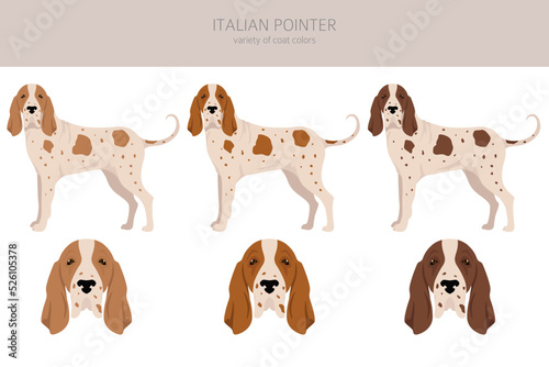 Italian pointer clipart. Different poses, coat colors set