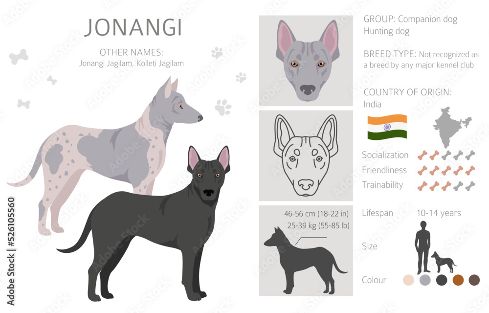 Jonangi dog clipart. Different coat colors set