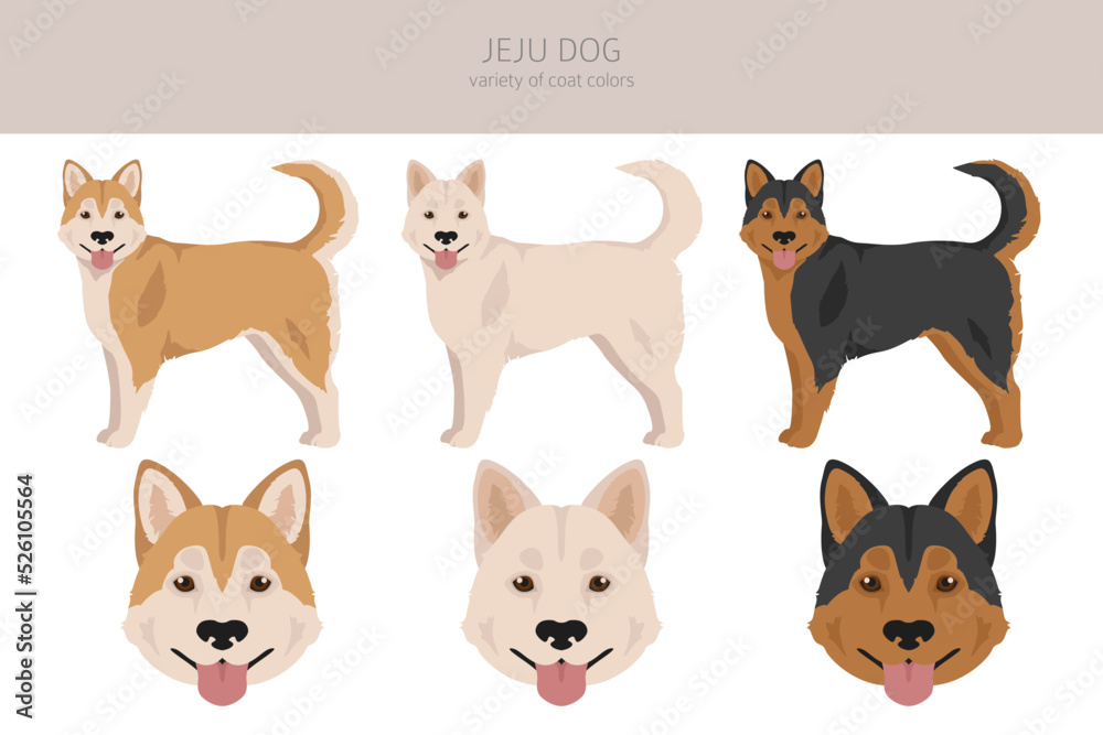 Jeju dog clipart. Different coat colors set