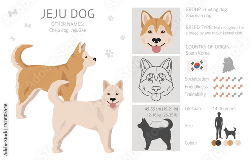 Jeju dog clipart. Different coat colors set