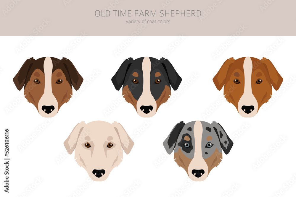 Old time farm shepherd clipart. Different coat colors set