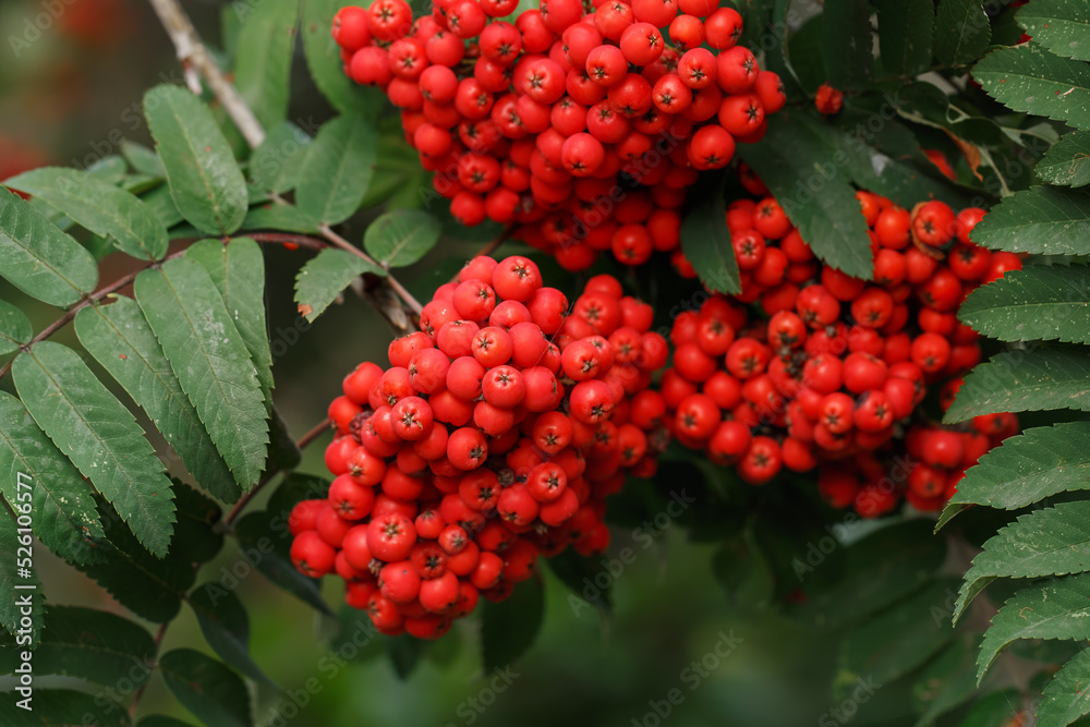 Rowan - bunch of red berries on tree Rowan - bunch of red berries on tree