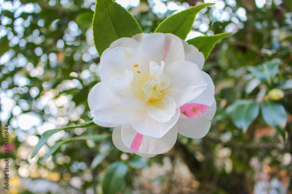 Obraz premium 白にピンクの花