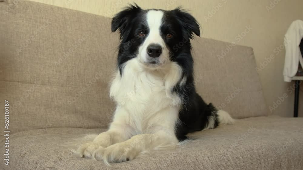 Funny portrait of puppy dog border collie lying on couch indoor. Cute pet dog resting on sofa at home. Pet animal life concept Funny portrait of puppy dog border collie lying on couch indoor. Cute pet dog resting on sofa at home. Pet animal life concept