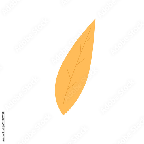 leaf isolated on white background © pla2u