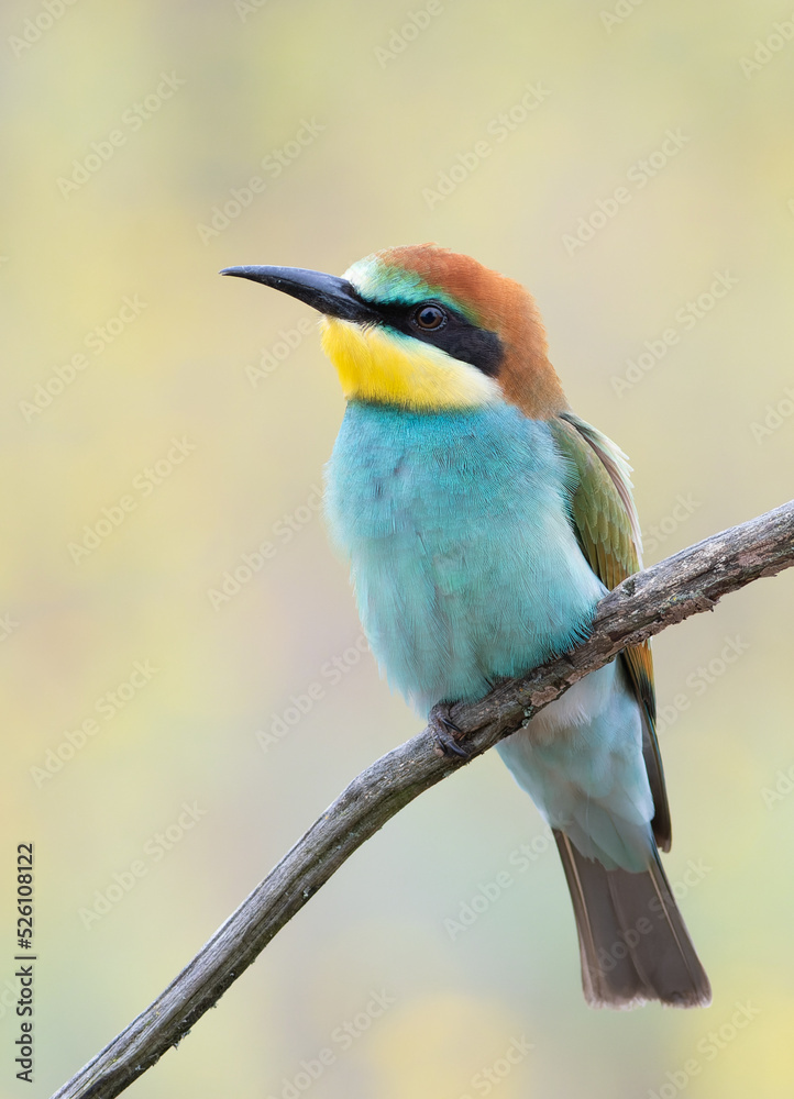 European bee-eater, Merops apiaster. A young bird sits on a branch and gazes into the distance European bee-eater, Merops apiaster. A young bird sits on a branch and gazes into the distance
