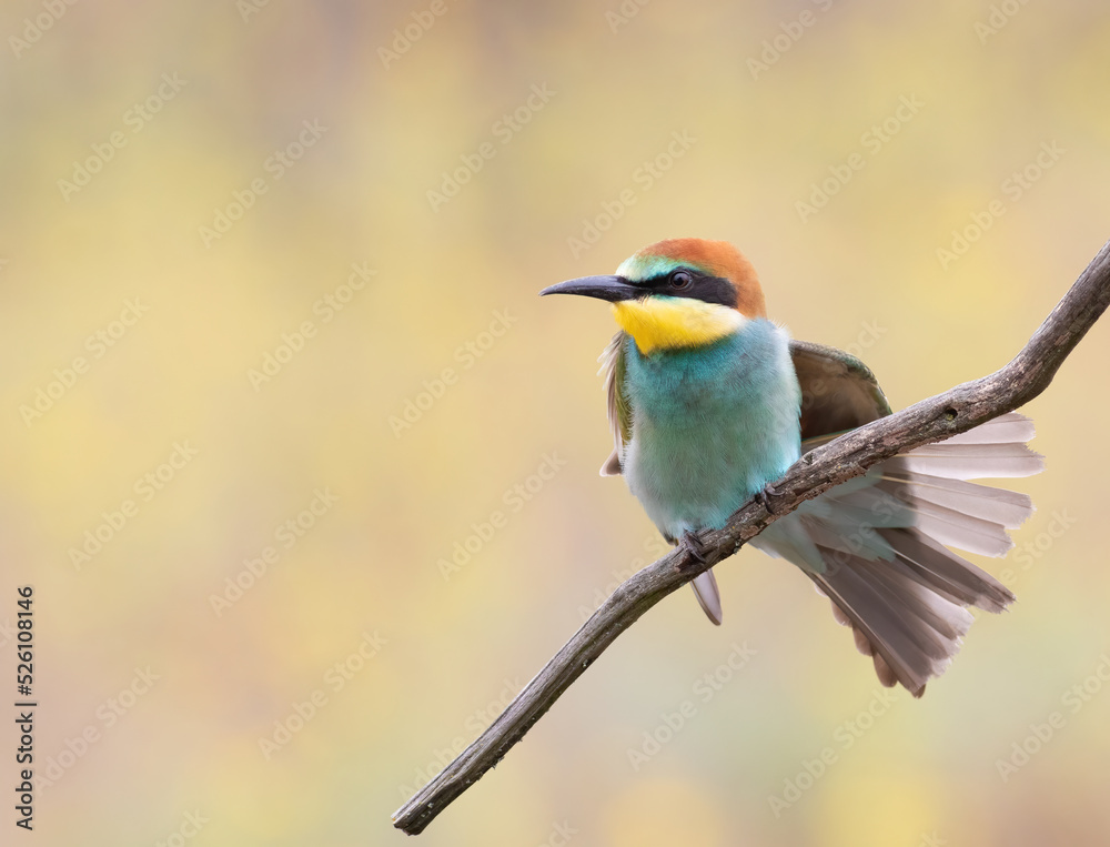 European bee-eater, Merops apiaster. A young bird spreads its tail and wings