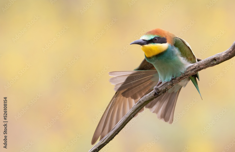 Obraz premium European bee-eater, Merops apiaster. A young bird spreads its tail and wings