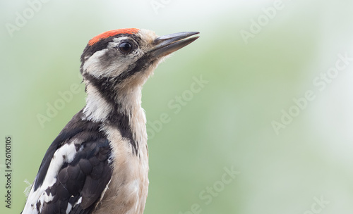 Great spotted woodpecker, Dendrocopos major. Portrait, close-up of a bird photo