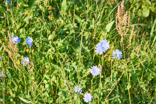 cykoria  cykoria podr    nik  Cichorium intybus L. 