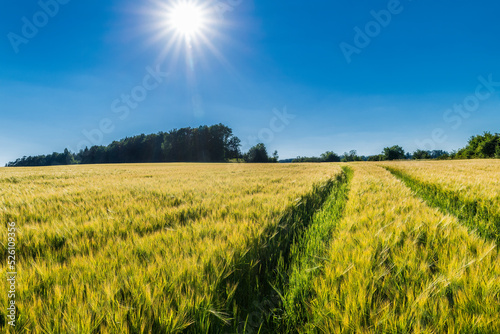 Yellow barley field with green ruts under hot white sun beams on clear blue sky. Hordeum vulgare. Beautiful ripening cornfield ears in summer rural landscape with forest trees on horizon. Agriculture.