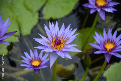 Purple water lilies