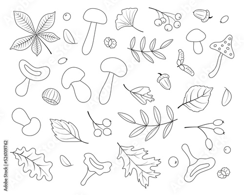 Autumn set, line art, hand-drawn, black color. Botanical leaves, acorns, berries, mushrooms, chestnut. Seasonal banner. September autumn. October party. November sale. Vector illustration.