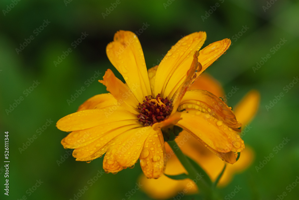 Wet orange common marigold in raindrops Wet orange common marigold in raindrops