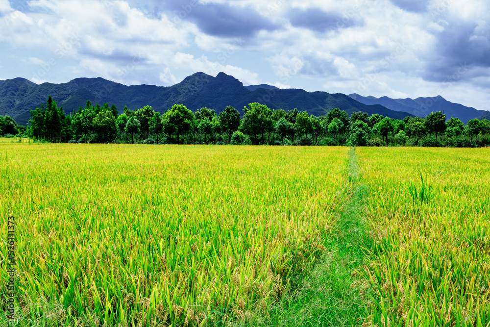Rice fields.,