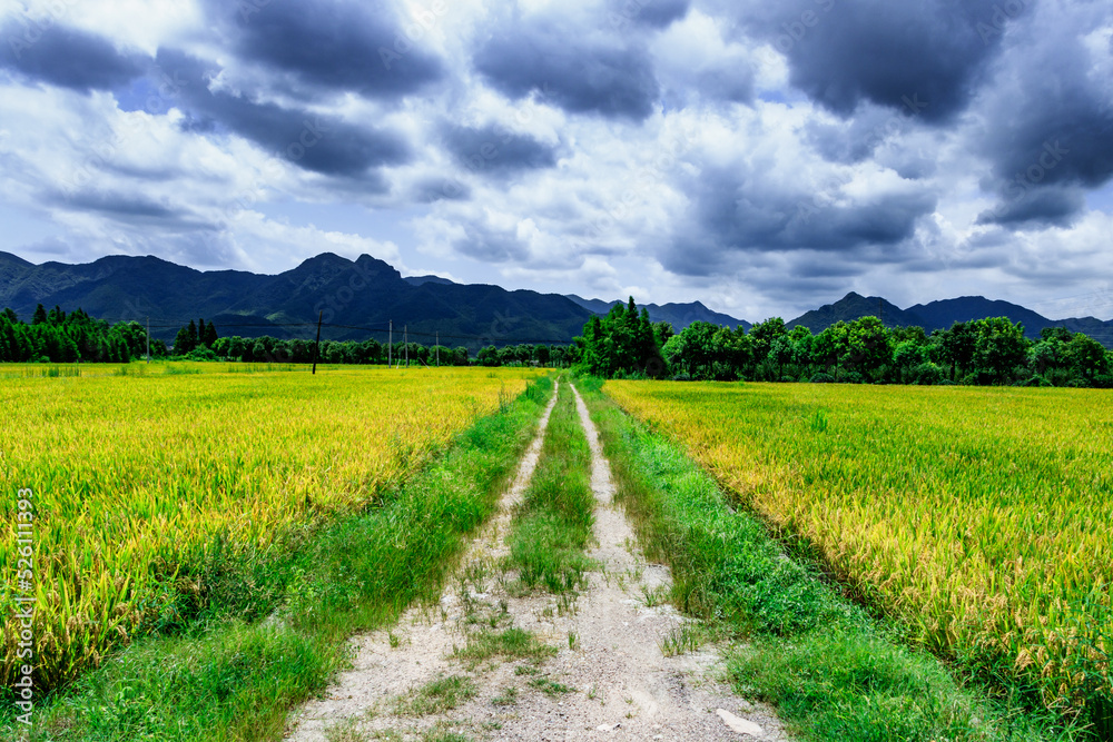 Rice fields.,