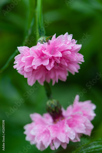 Wet pink flower heads of a cornflower in rainy day