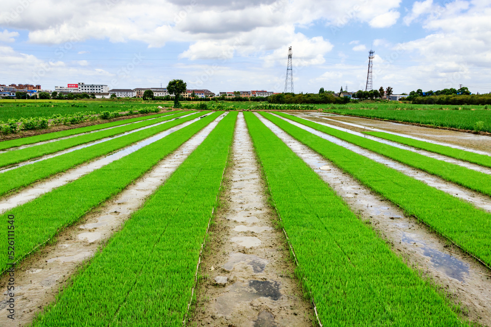 Rice fields.,