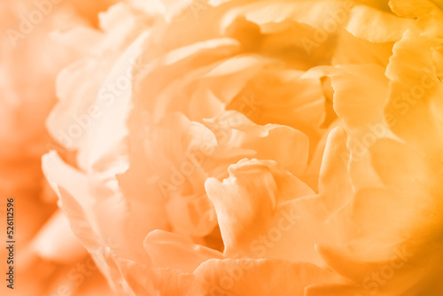 Closeup view of beautiful light orange peony flower