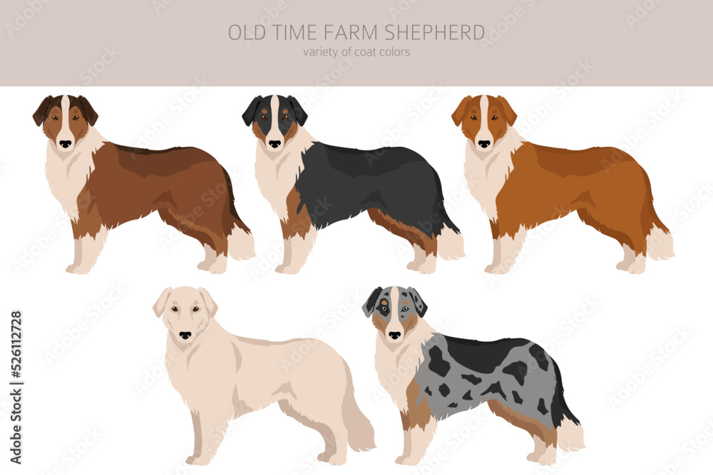 Old time farm shepherd clipart. Different coat colors set