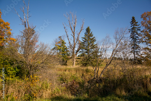 trees in the forest