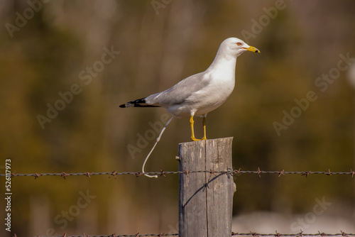 ring billed gull relieving himself on fence post © jamie