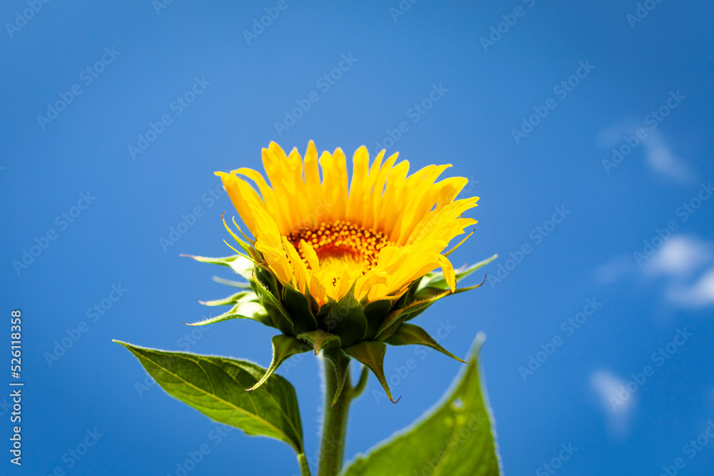 Girasol al amanecer sobre un fondo azul en un dia soleado (verano, crecimiento, crecer) Girasol al amanecer sobre un fondo azul en un dia soleado (verano, crecimiento, crecer)
