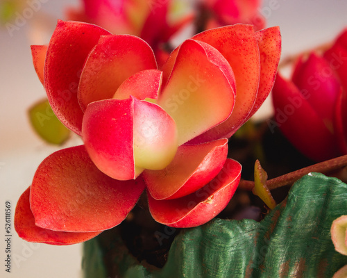 Canvas-taulu Red firestorm succulent flower close up