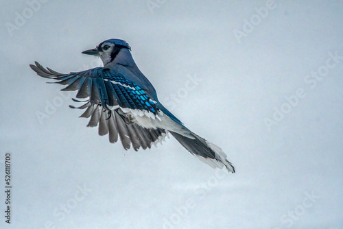 blue jay flying solo © jamie
