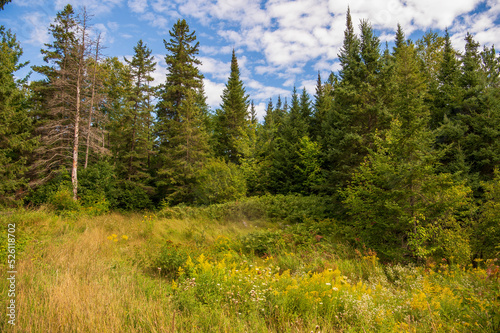 pine forest in the mountains