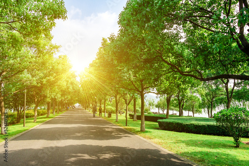 avenue of trees