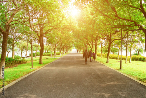 avenue of trees